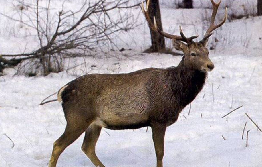 Overa-Aru Wildlife Sanctuary, Anantnag, Jammu and Kashmir - Vushii.com Overa-Aru Wildlife Sanctuary, Anantnag, Jammu and Kashmir - Vushii.com